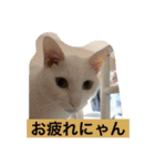 福来にゃんズ（個別スタンプ：9）