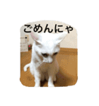 福来にゃんズ（個別スタンプ：10）