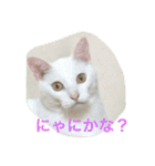福来にゃんズ（個別スタンプ：11）