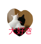 福来にゃんズ（個別スタンプ：13）