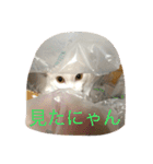福来にゃんズ（個別スタンプ：14）