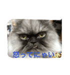 福来にゃんズ（個別スタンプ：16）