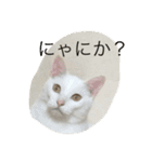 福来にゃんズ（個別スタンプ：17）