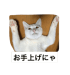 福来にゃんズ（個別スタンプ：18）