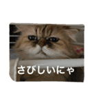 福来にゃんズ（個別スタンプ：19）