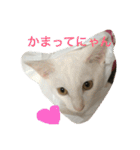 福来にゃんズ（個別スタンプ：20）