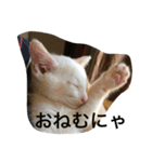 福来にゃんズ（個別スタンプ：21）