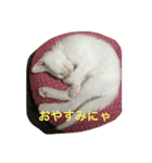 福来にゃんズ（個別スタンプ：24）