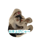 そらにゃん（個別スタンプ：1）