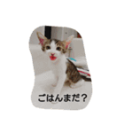 そらにゃん（個別スタンプ：3）