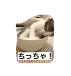 そらにゃん（個別スタンプ：4）