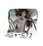 そらにゃん（個別スタンプ：7）