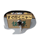 そらにゃん（個別スタンプ：9）