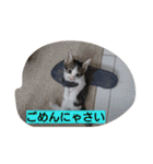 そらにゃん（個別スタンプ：10）
