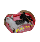 そらにゃん（個別スタンプ：12）