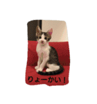 そらにゃん（個別スタンプ：13）