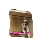 そらにゃん（個別スタンプ：14）
