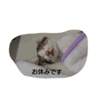 そらにゃん（個別スタンプ：15）