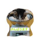 そらにゃん（個別スタンプ：16）