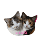 Lovely neko（個別スタンプ：1）