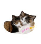 Lovely neko（個別スタンプ：2）