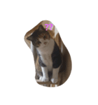 Lovely neko（個別スタンプ：3）