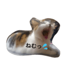 Lovely neko（個別スタンプ：5）