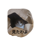 Lovely neko（個別スタンプ：6）