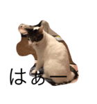 ねこのタークの日常（個別スタンプ：1）