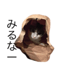 ねこのタークの日常（個別スタンプ：8）