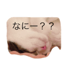 ねこのタークの日常（個別スタンプ：9）