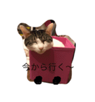 ねこのタークの日常（個別スタンプ：12）