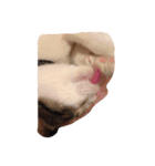 ねこのタークの日常（個別スタンプ：15）