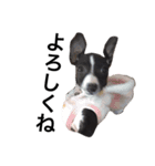 イタグレ♥VictoriaのVICKYLIFE（個別スタンプ：34）