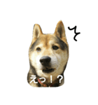 黒柴がっちゃん（個別スタンプ：1）