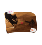 柴犬の寧々とねこのココ（個別スタンプ：1）
