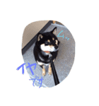 柴犬の寧々とねこのココ（個別スタンプ：3）