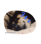 柴犬の寧々とねこのココ（個別スタンプ：5）