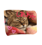 柴犬の寧々とねこのココ（個別スタンプ：6）