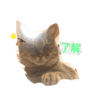 柴犬の寧々とねこのココ（個別スタンプ：7）