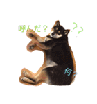 柴犬の寧々とねこのココ（個別スタンプ：9）