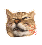 柴犬の寧々とねこのココ（個別スタンプ：10）