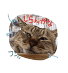 柴犬の寧々とねこのココ（個別スタンプ：11）