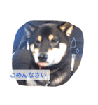 柴犬の寧々とねこのココ（個別スタンプ：12）
