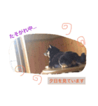 柴犬の寧々とねこのココ（個別スタンプ：13）