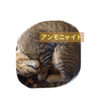 柴犬の寧々とねこのココ（個別スタンプ：15）