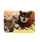 柴犬の寧々とねこのココ（個別スタンプ：16）