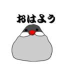 文鳥たちと一緒（個別スタンプ：8）