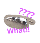 My Name Is Mama I'm a cute puppy（個別スタンプ：5）