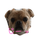 ワンダフルTOMATO犬（個別スタンプ：1）